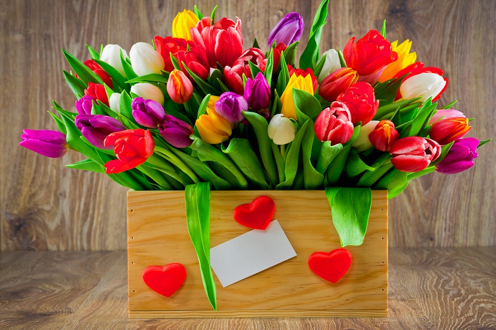 Tulips_Multicolor_516427_5460x3640.jpg