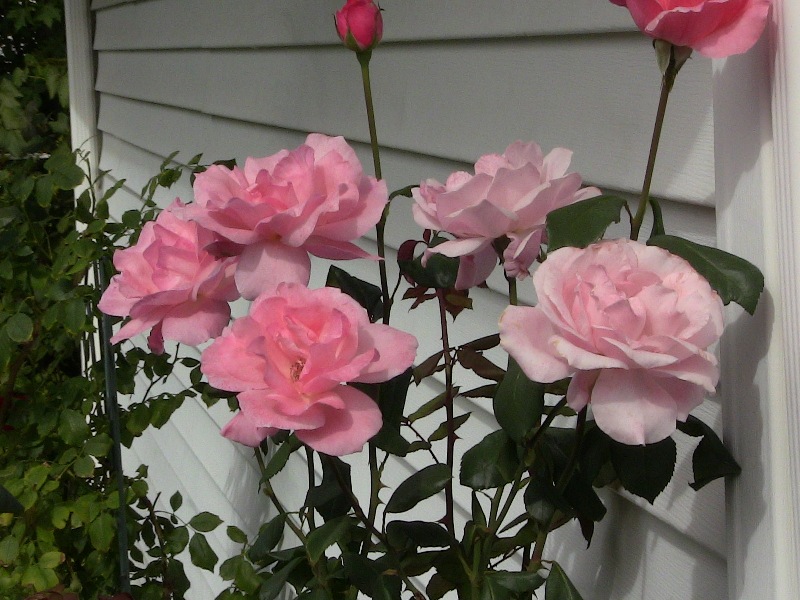 Мои розы.JPG